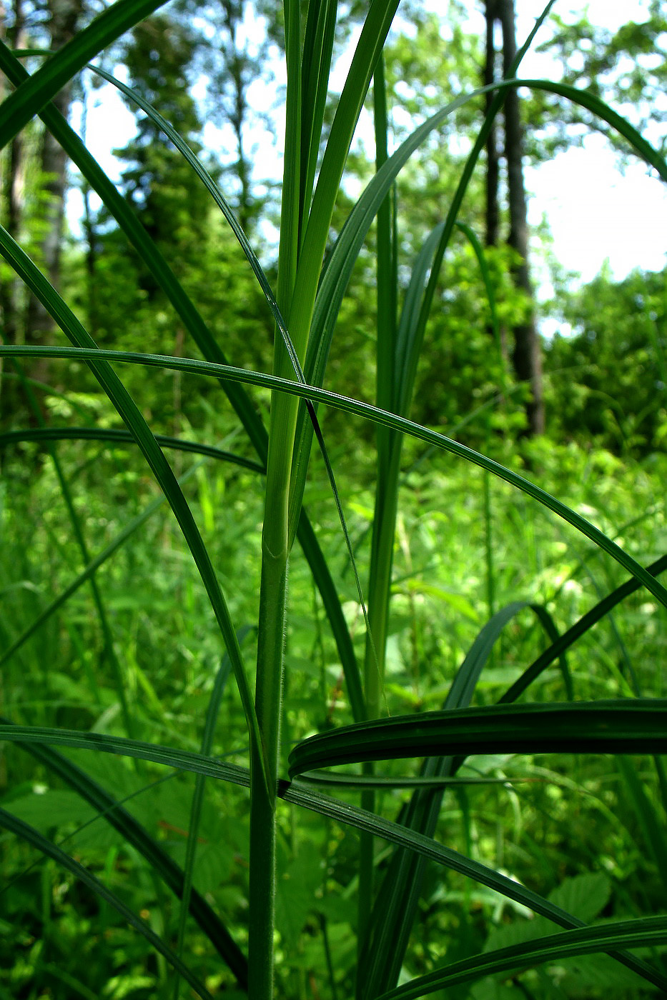 Изображение особи Carex atherodes.