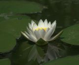 Nymphaea candida