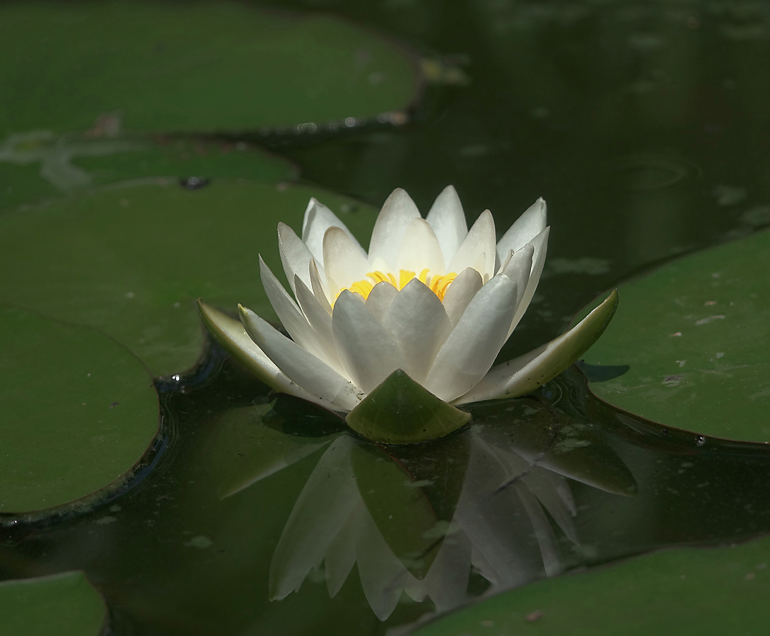 Image of Nymphaea candida specimen.