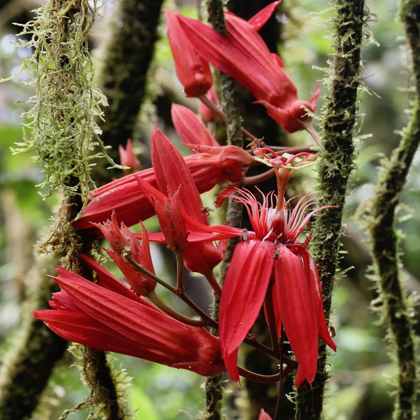 Image of Passiflora vitifolia specimen.