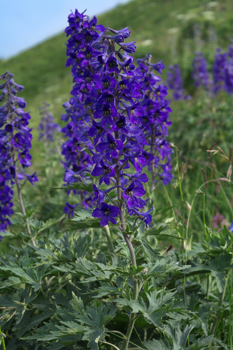 Изображение особи род Delphinium.