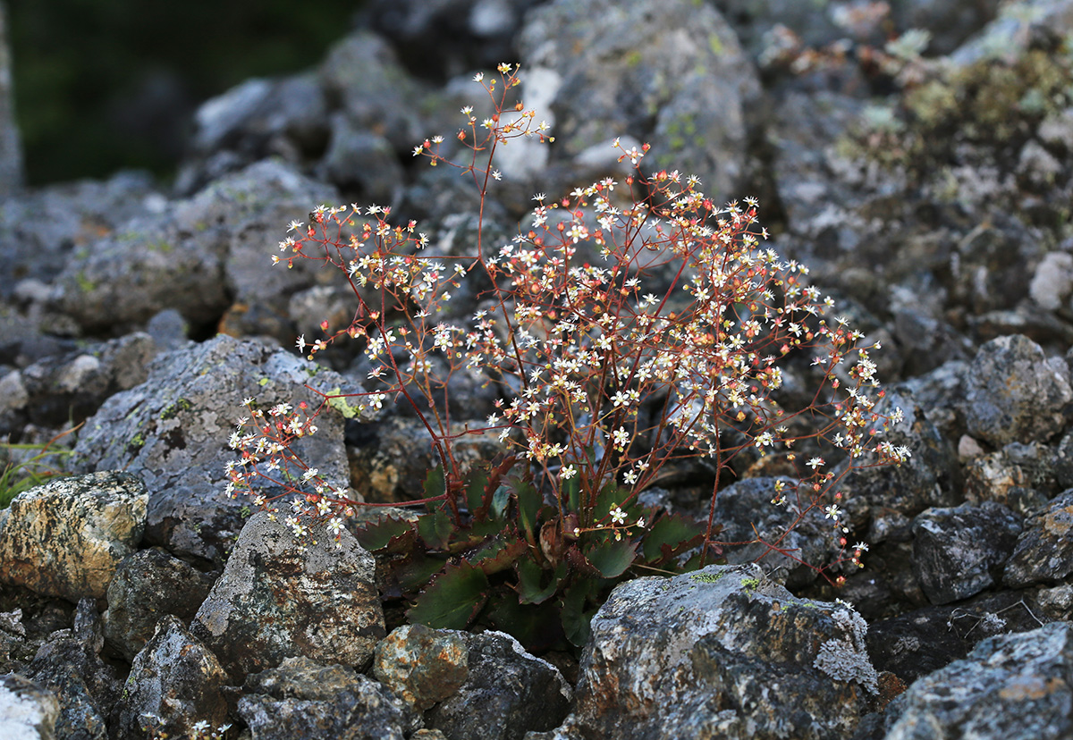 Image of Micranthes oblongifolia specimen.