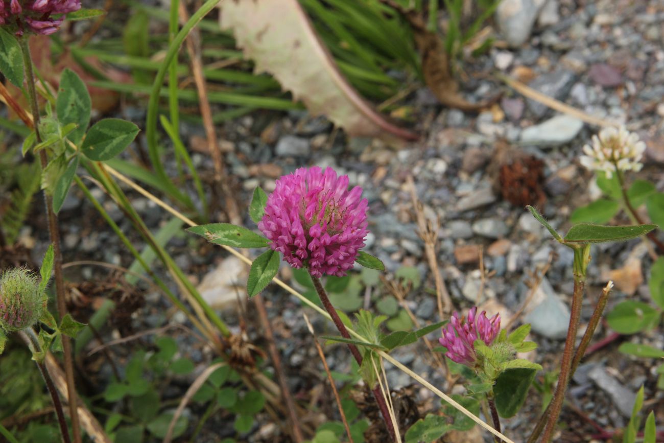 Изображение особи Trifolium pratense.