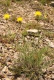 Centaurea finazzeri