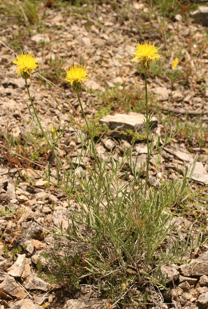 Image of Centaurea finazzeri specimen.