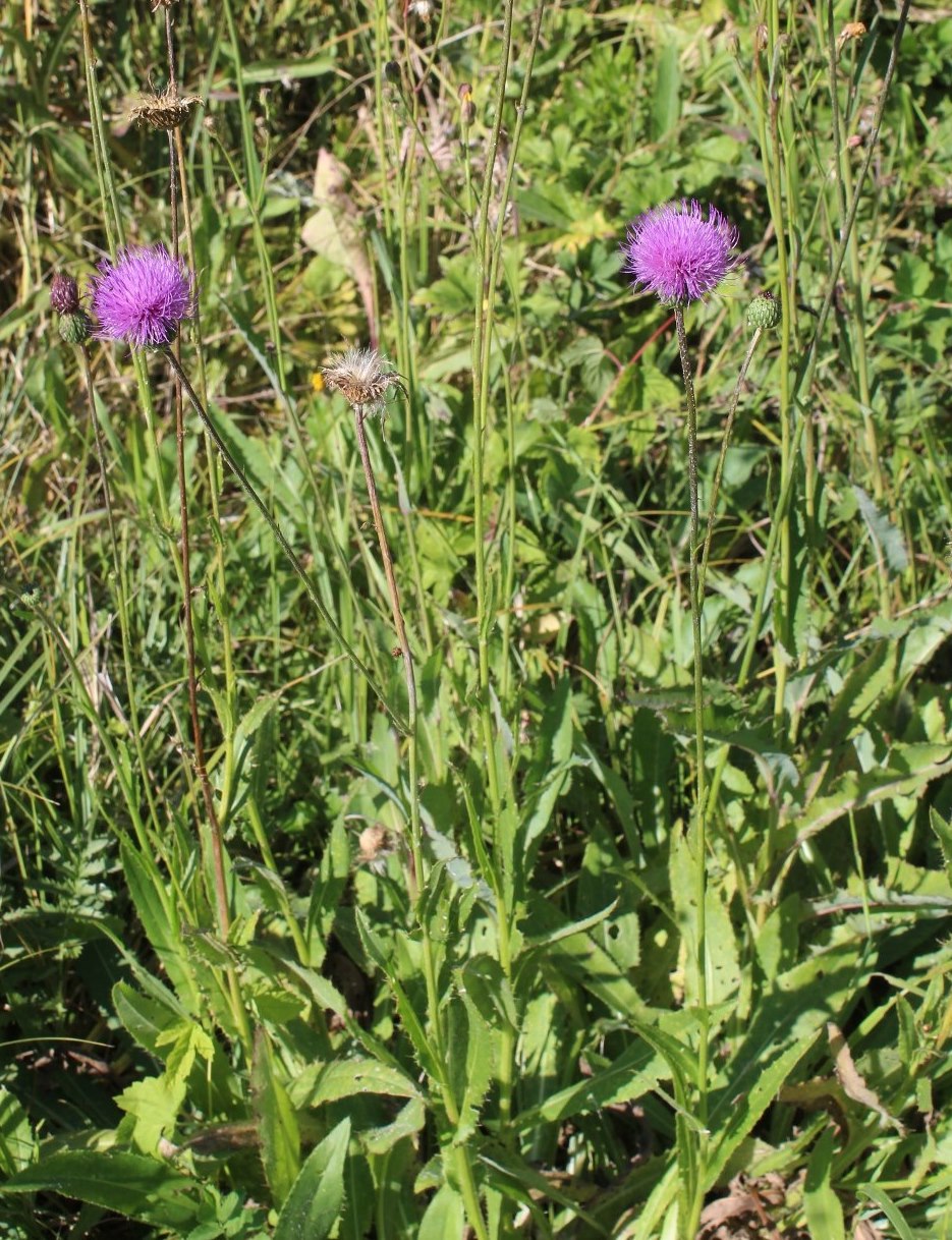 Изображение особи Cirsium canum.