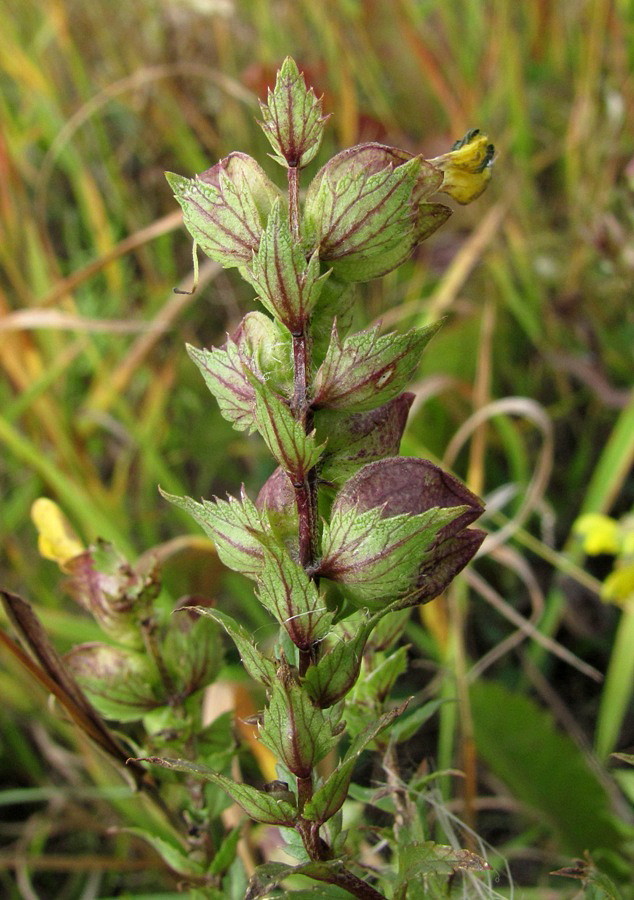 Image of Rhinanthus serotinus specimen.