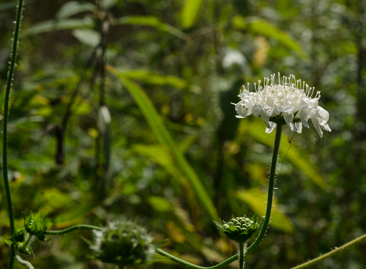 Image of Knautia tatarica specimen.