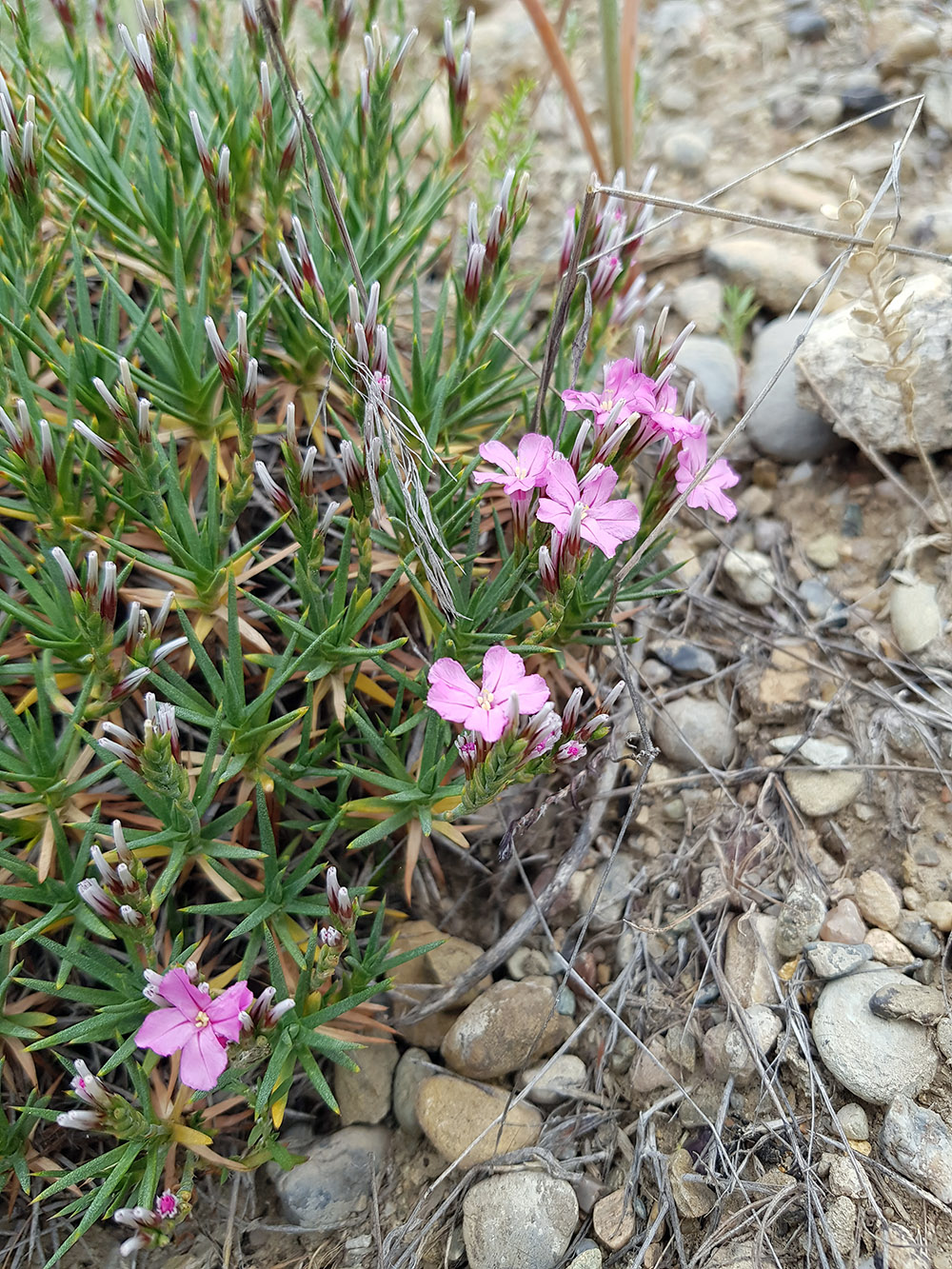 Image of Acantholimon nabievii specimen.