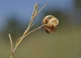Linum squamulosum