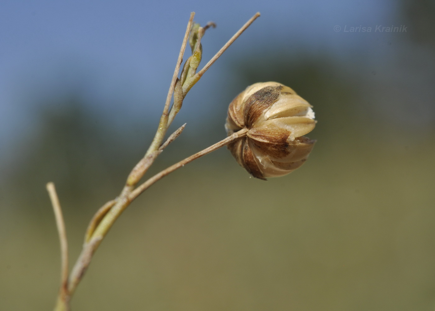 Изображение особи Linum squamulosum.