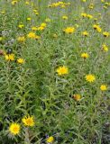 Inula salicina