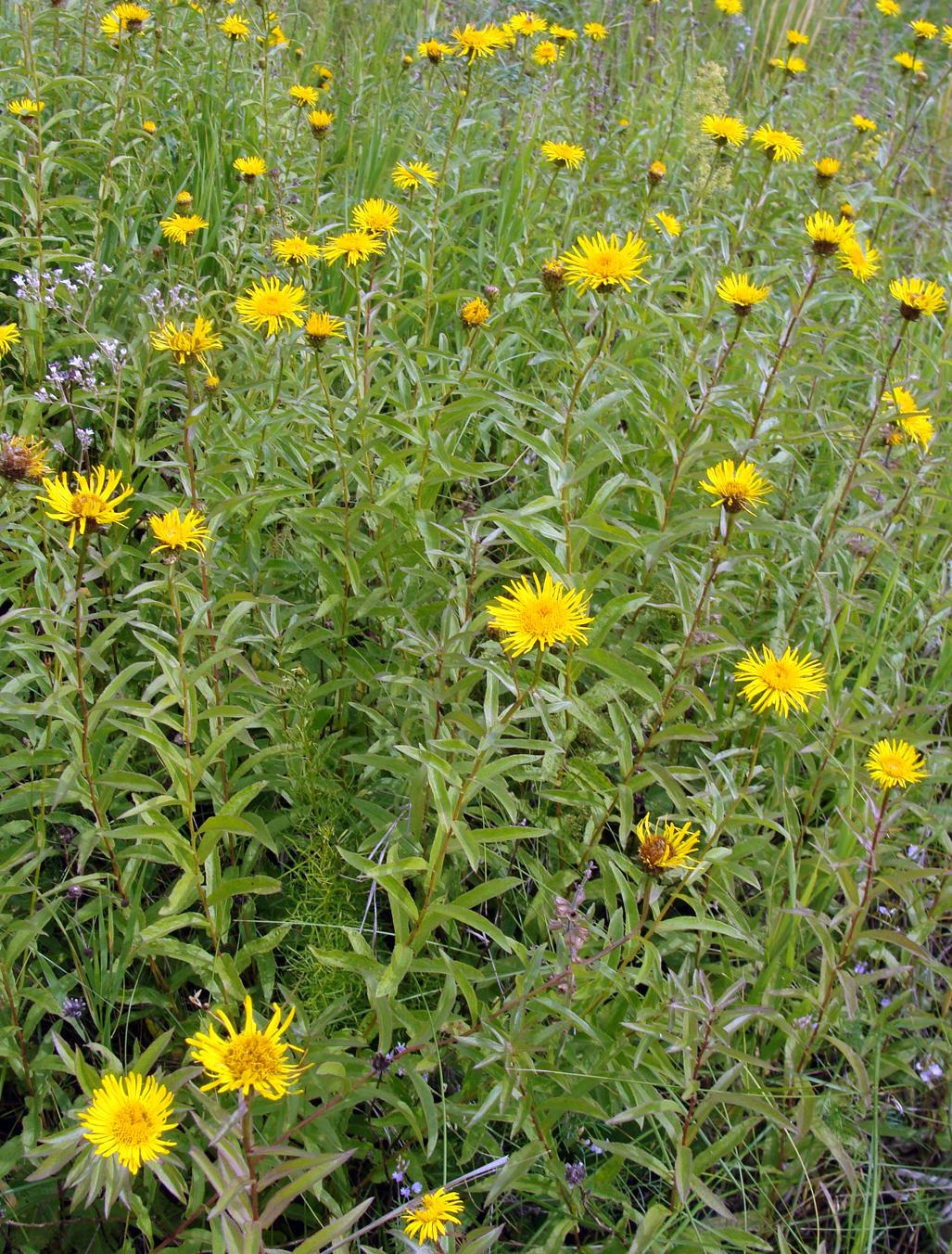 Image of Inula salicina specimen.