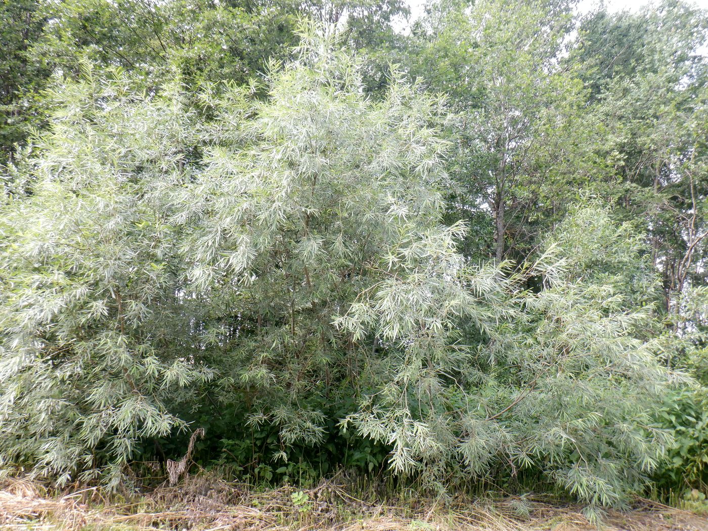 Image of Salix viminalis specimen.
