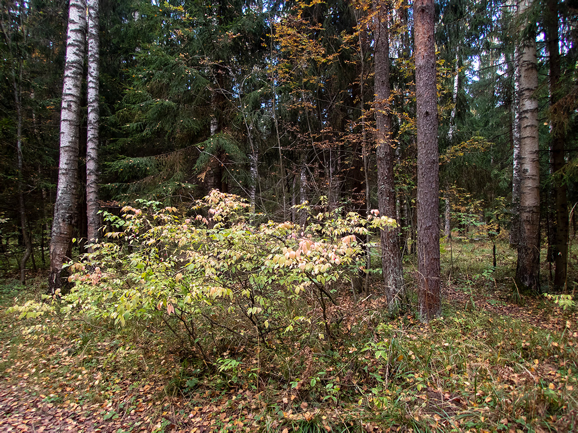 Image of Euonymus verrucosus specimen.