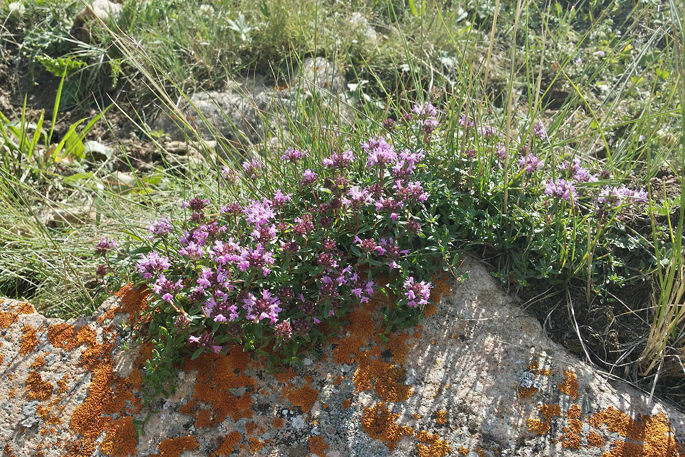 Image of Thymus seravschanicus specimen.