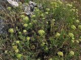 Crithmum maritimum. Цветущие растения. Хорватия, Дубровник, побережье Адриатического моря. 29 августа 2010 г.