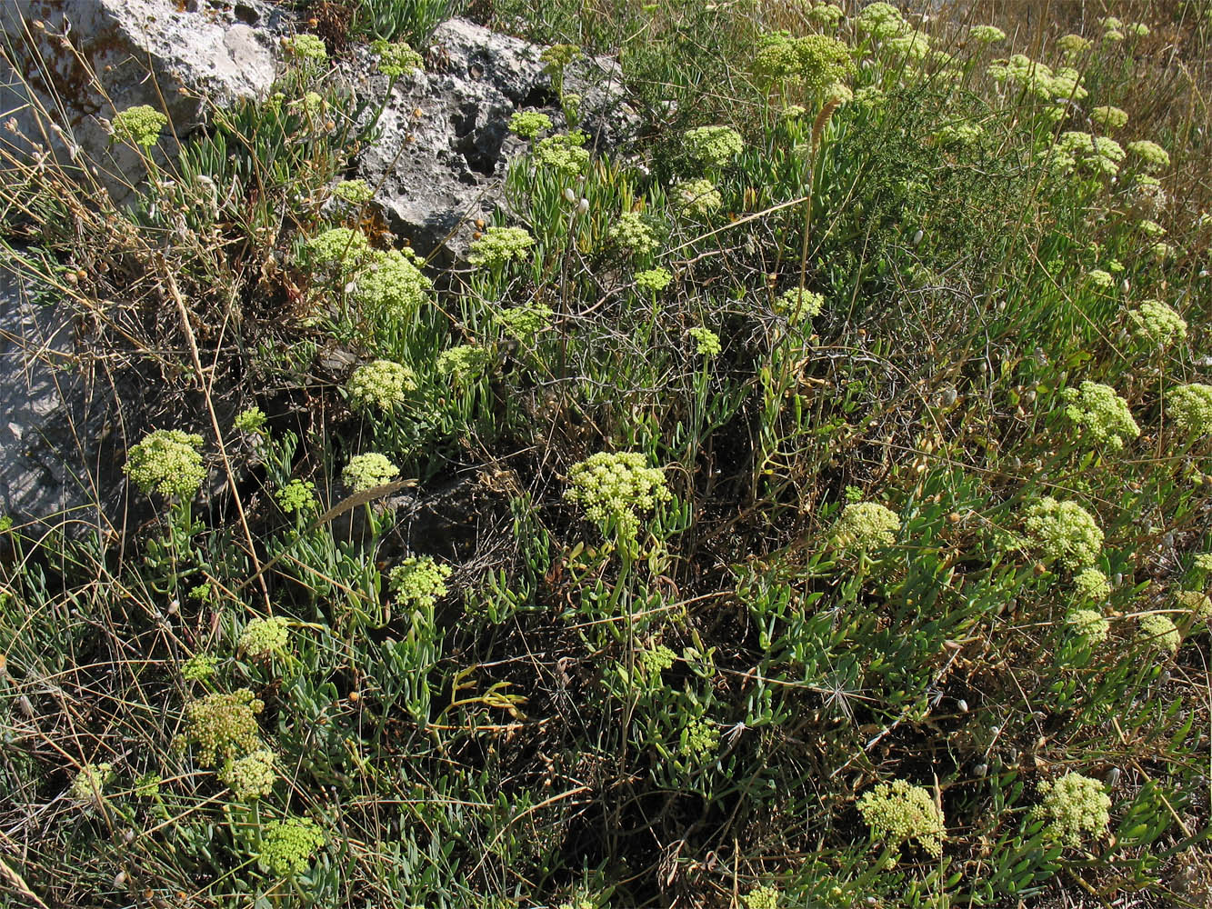 Image of Crithmum maritimum specimen.