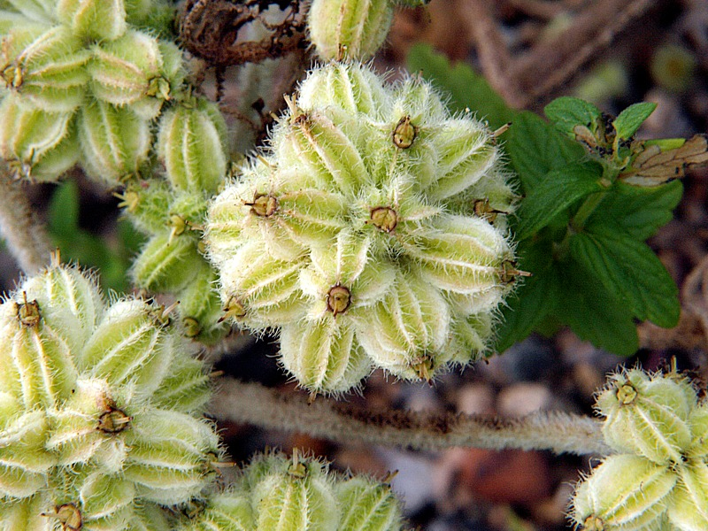 Image of Glehnia litoralis specimen.