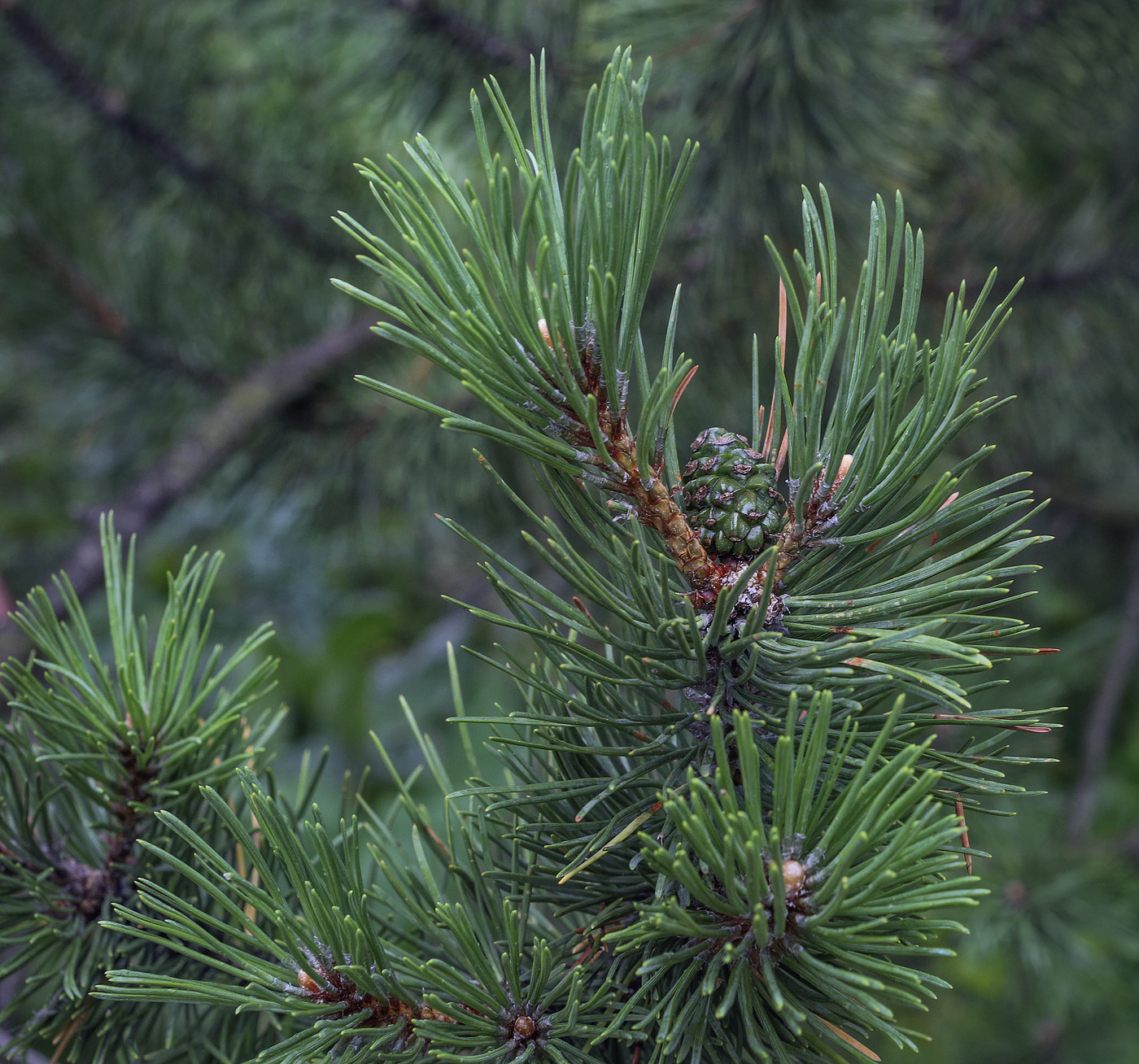 Изображение особи Pinus uncinata.