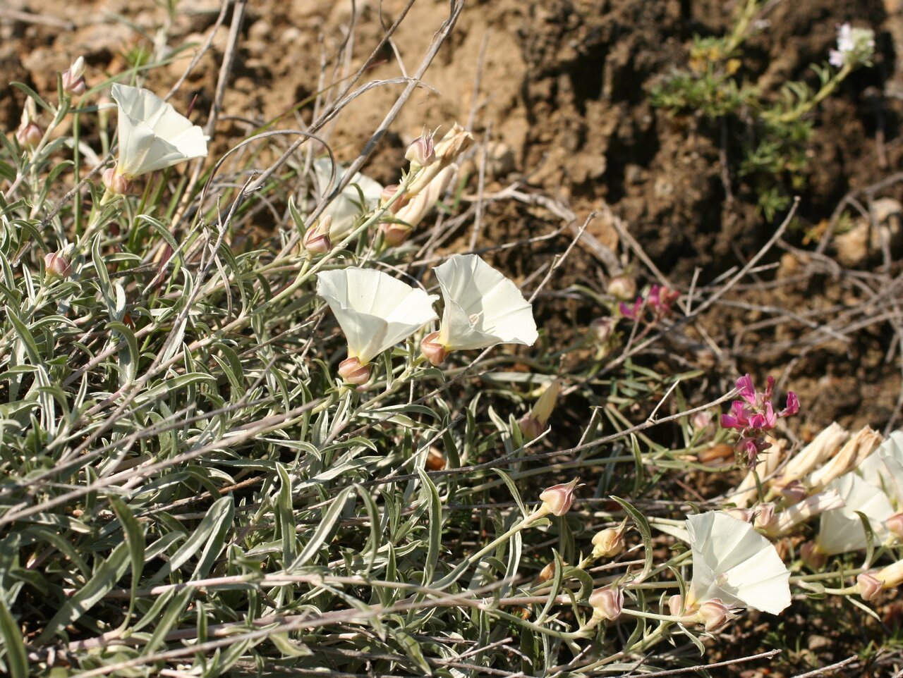 Изображение особи Convolvulus holosericeus.