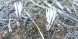 Colchicum kesselringii