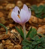 Colchicum triphyllum. Цветущее растение с мухой. Крым, окр. Балаклавы, высоты Кая-Баш, в каменистой степи. 11.02.2021.