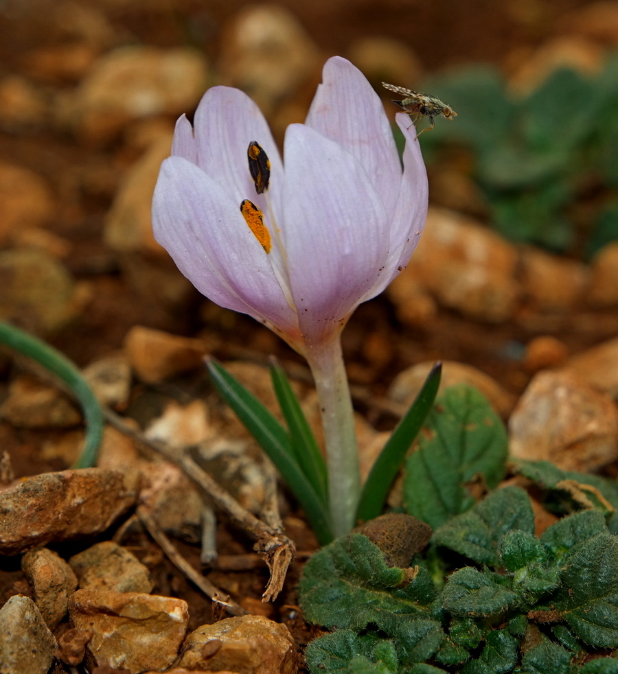 Изображение особи Colchicum triphyllum.