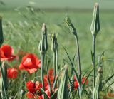 Tragopogon подвид major