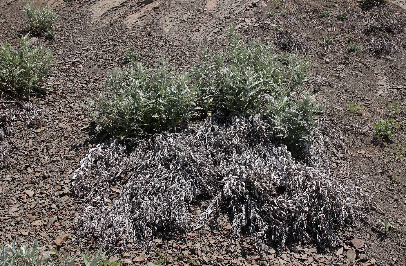 Изображение особи Cirsium argillosum.