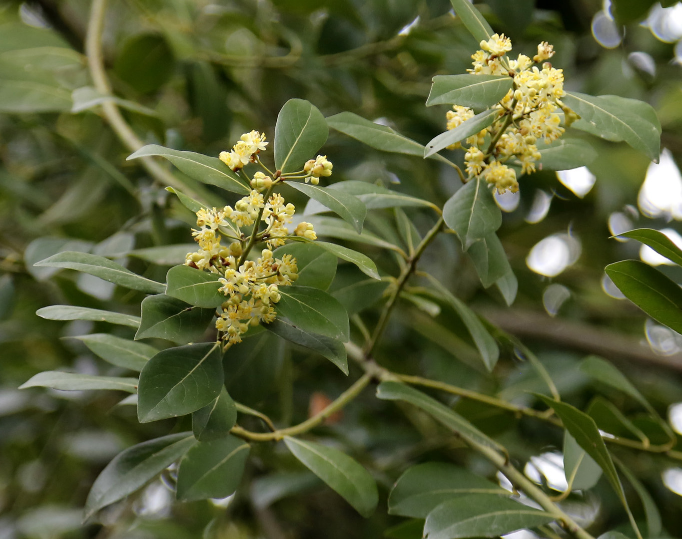 Image of Laurus nobilis specimen.