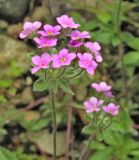 Androsace sarmentosa
