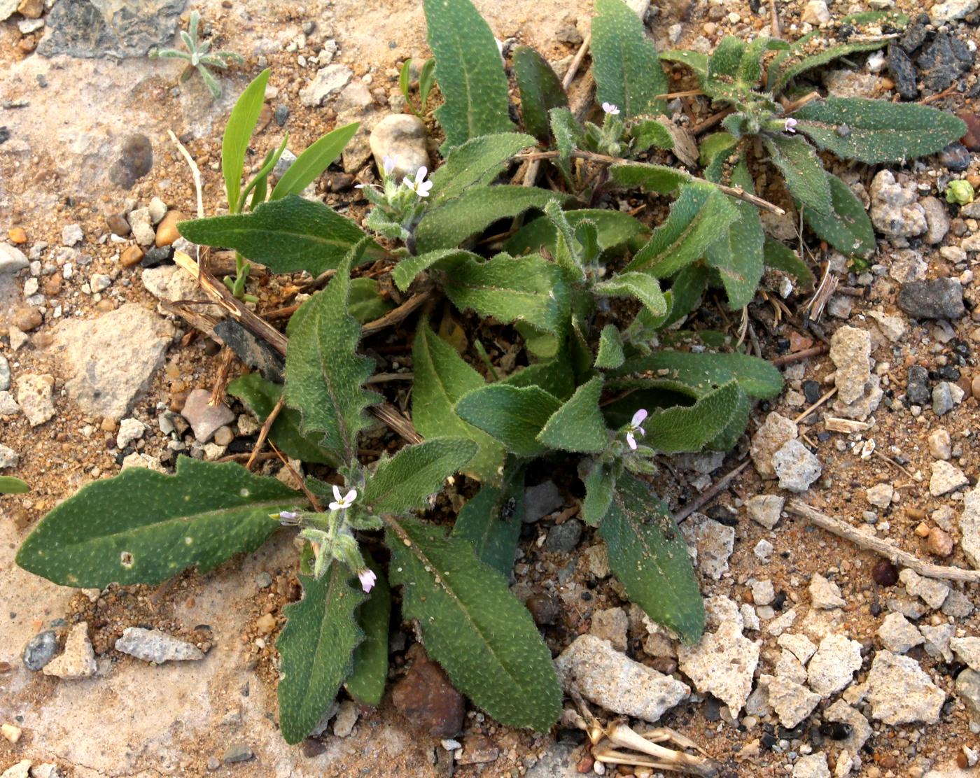 Image of Strigosella stenopetala specimen.