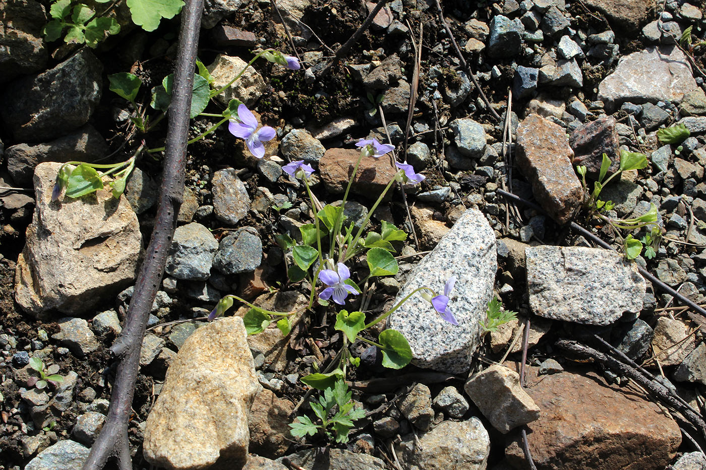 Изображение особи Viola riviniana.