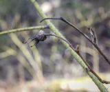 Rosa acicularis. Верхушка веточки с плодом прошлого года. Пермский край, Лысьвенский р-н, долина р. Чусовая, Камень Новиков, хвойный лес, крутой покрытый листостебельными мхами склон. 05.04.2021.