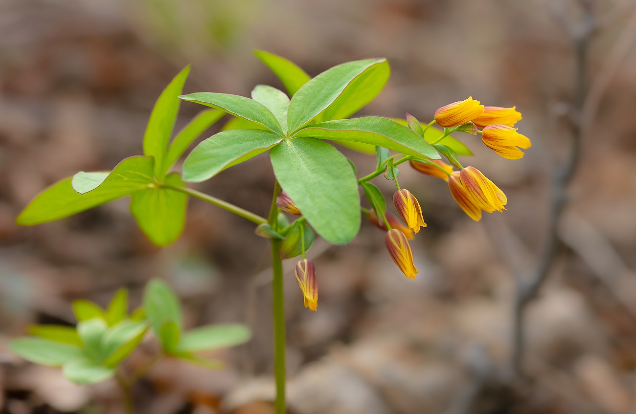 Изображение особи Gymnospermium alberti.