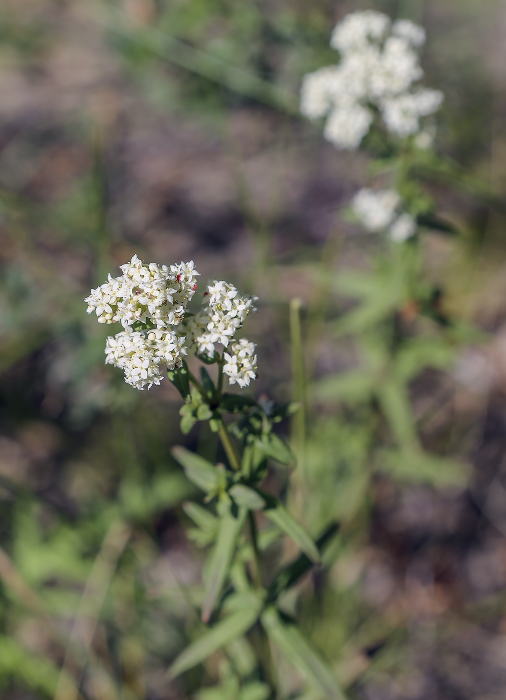 Image of Galium boreale specimen.