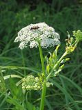 Sium latifolium