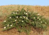 Capparis herbacea. Цветущее растение. Дагестан, Кумторкалинский р-н, хр. Нарат-Тюбе, полупустынный склон. 18 июня 2021 г.