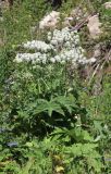 Heracleum asperum. Цветущие растения. Северная Осетия, Алагирский р-н, Цейское ущелье, поляна в лесу. 30 июня 2021 г.