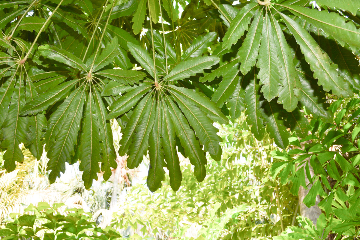 Image of Plerandra elegantissima specimen.