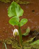 Calla palustris