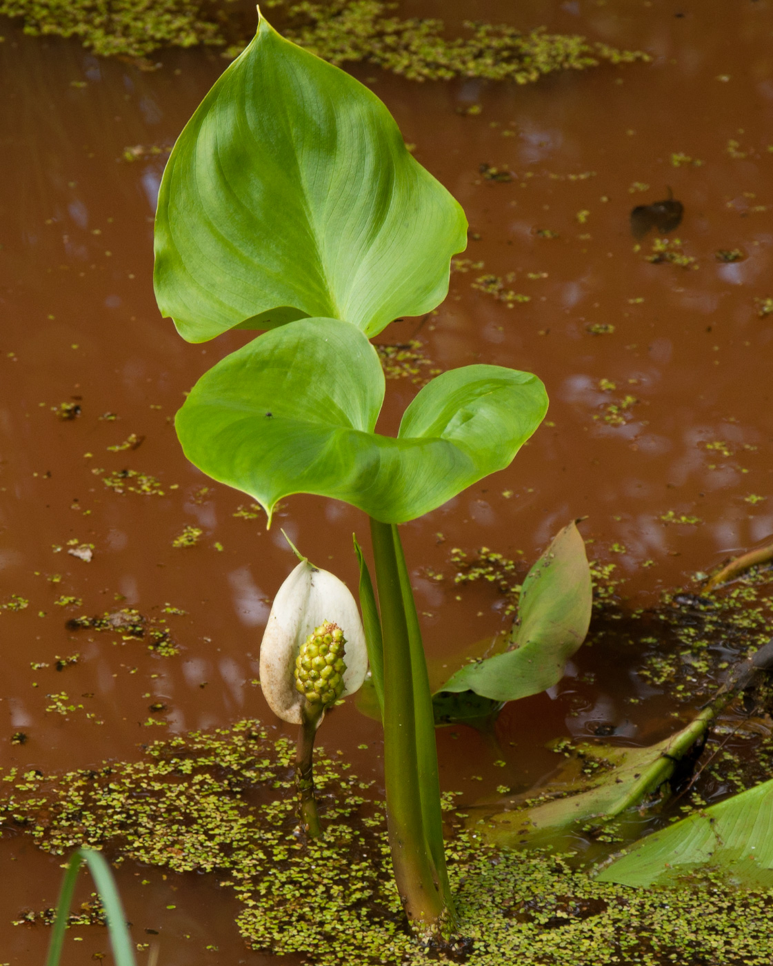 Image of Calla palustris specimen.