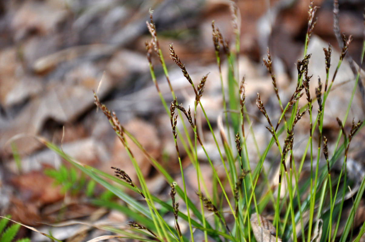 Image of Carex digitata specimen.