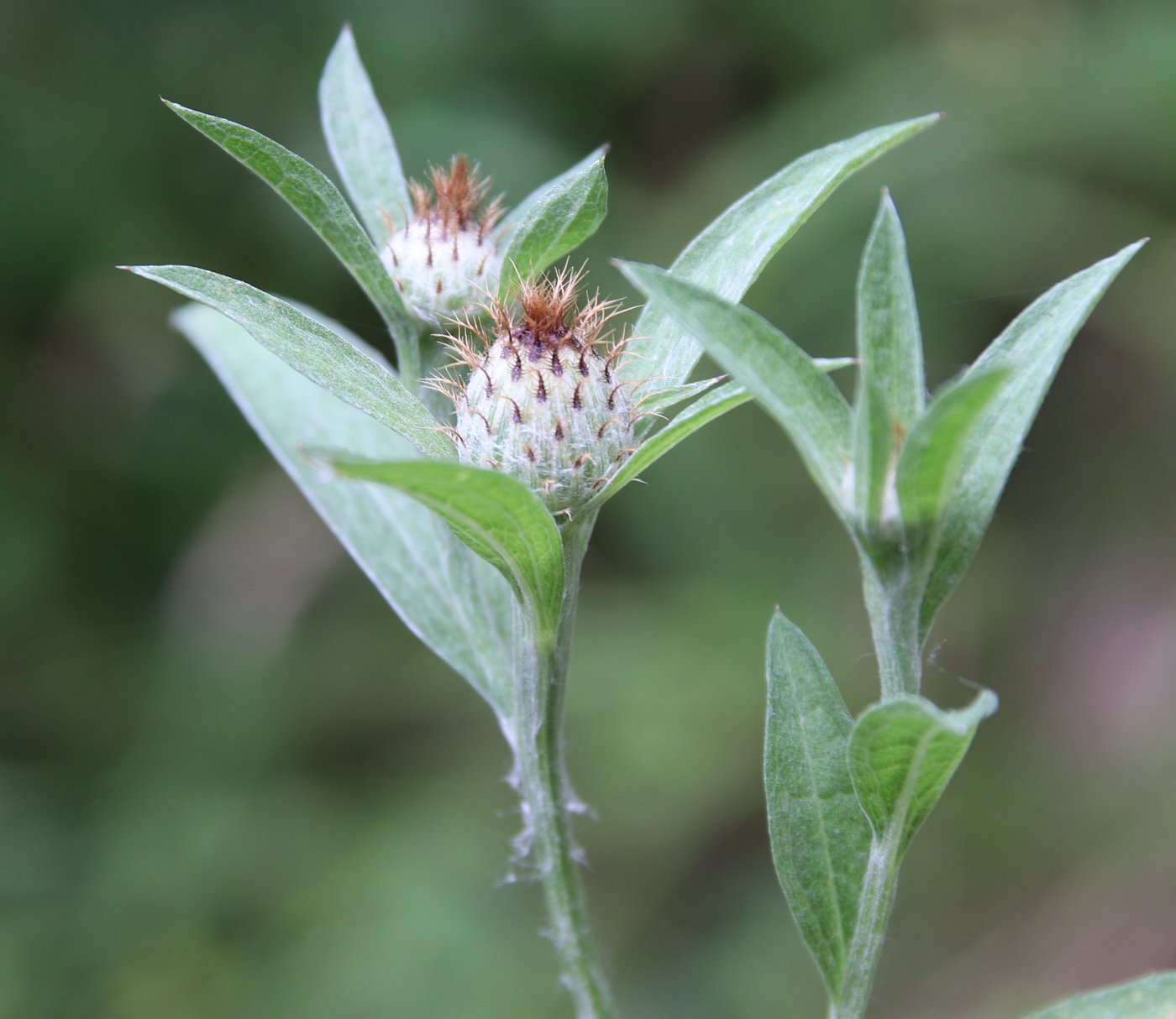 Image of Centaurea salicifolia specimen.