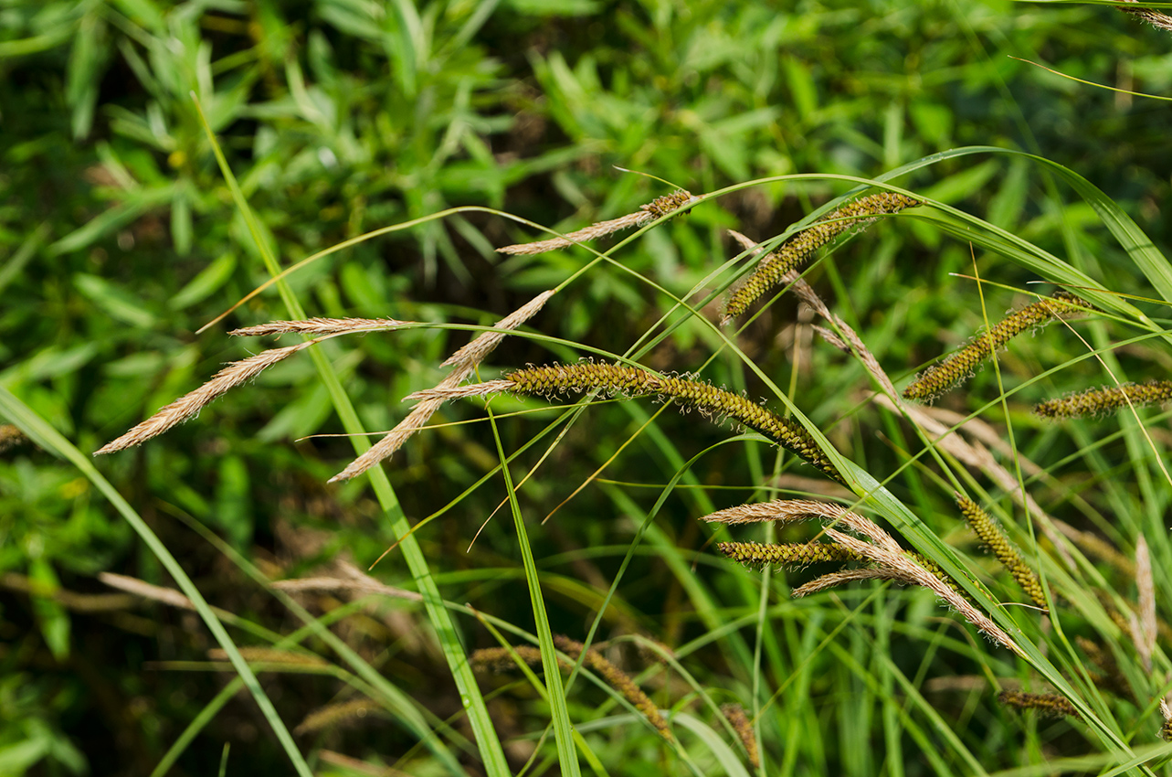 Image of Carex acuta specimen.