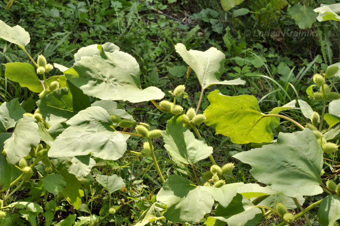 Image of Xanthium orientale specimen.