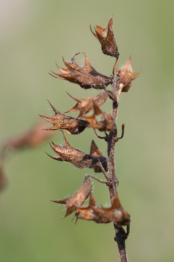 Изображение особи Teucrium chamaedrys.