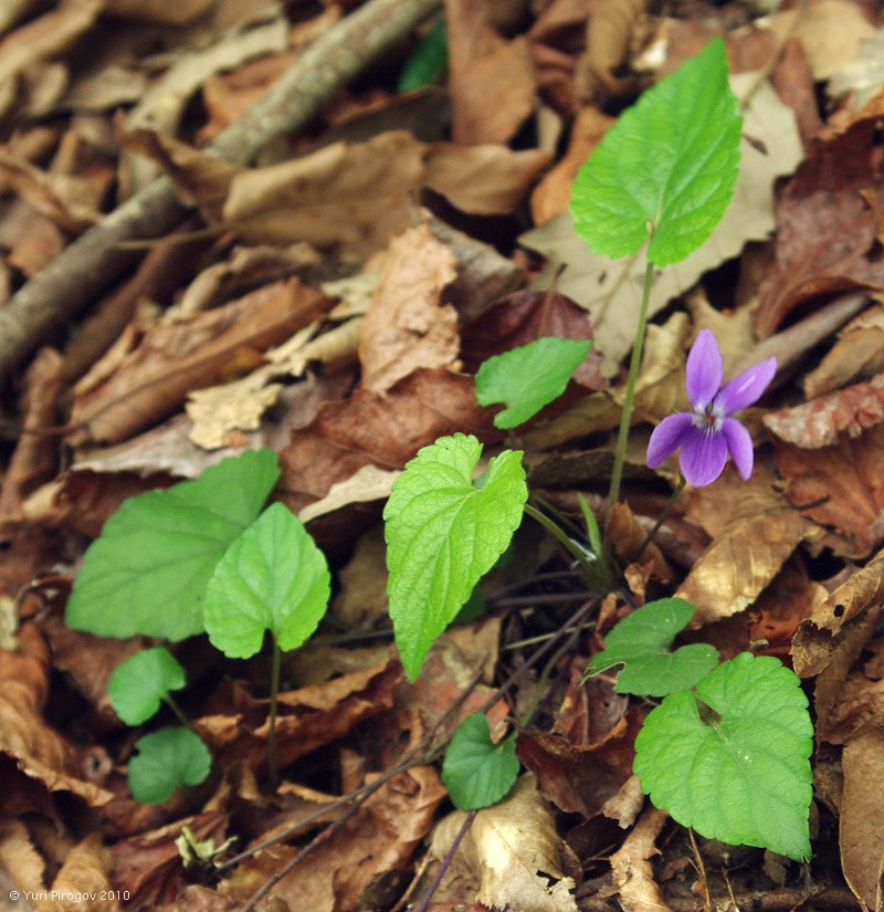 Изображение особи Viola caspia.