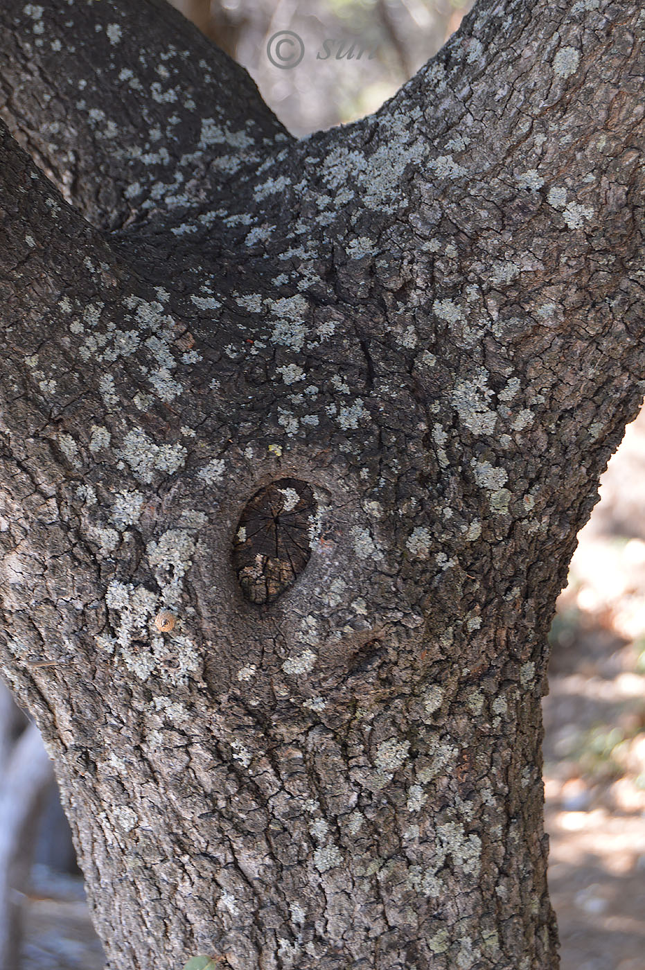 Image of Quercus ilex specimen.